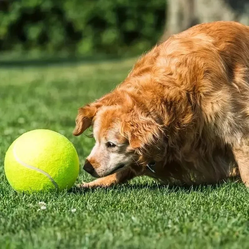Giochi per Animali